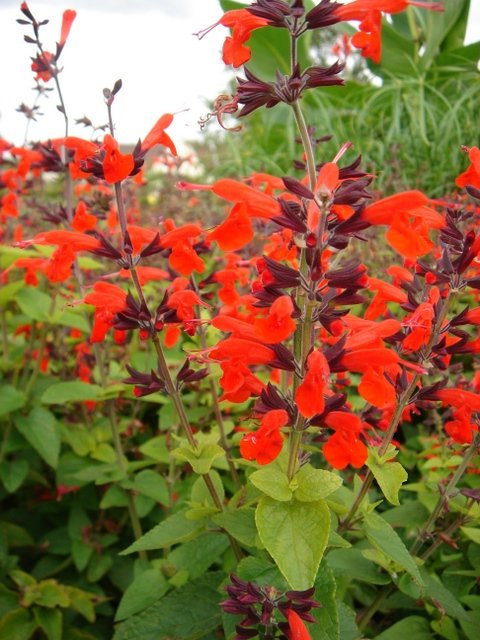 Salvia coccinea 'Forest Fire'